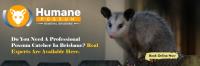 Humane Possum Removal Ashmore image 2